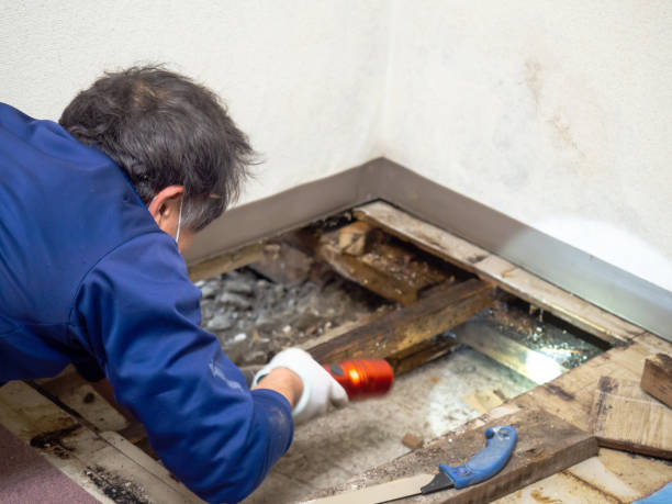 Best Certified Mold Removal  in Arbutus, MD