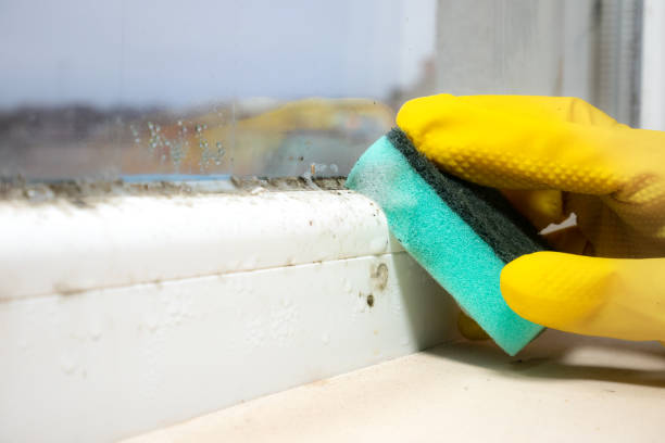 Best Emergency Mold Removal  in Arbutus, MD