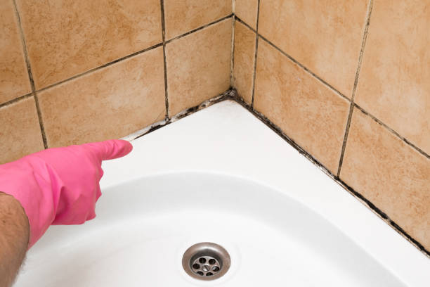 Crawl Space Mold Removal in Arbutus, MD