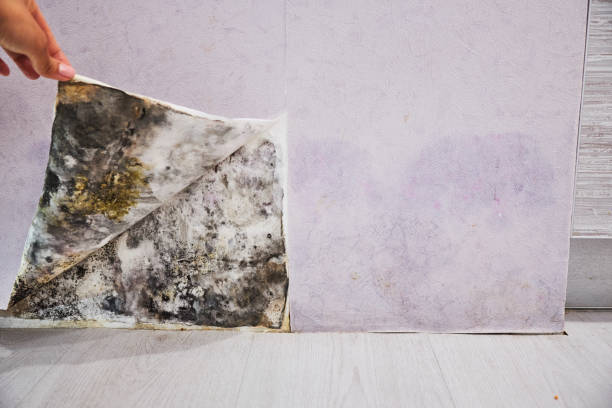 Best Local Mold Removal Service  in Arbutus, MD